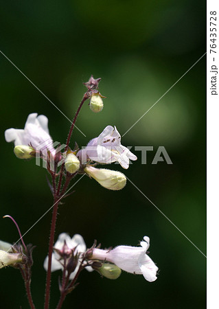 ペンステモン・ハスカーレッド　可憐な小花を咲かせます 76435728