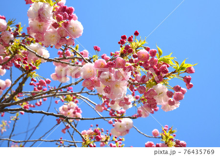 八重桜 松月 八重桜 松月 76435769