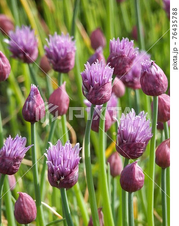 チャイブ 76435788