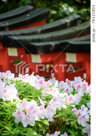 鳥居とつつじ 76435803