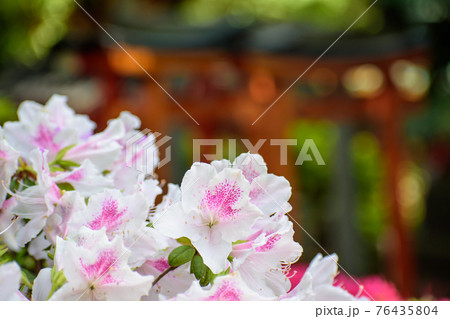 鳥居とつつじ 鳥居とつつじ 76435804