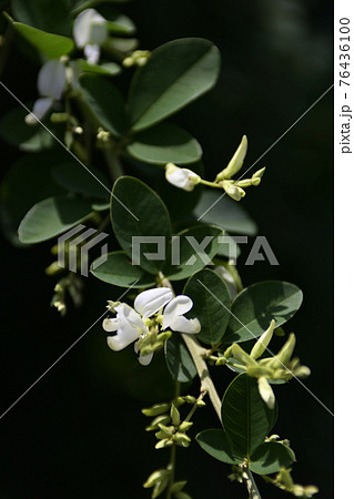 法住寺　萩の花 76436100
