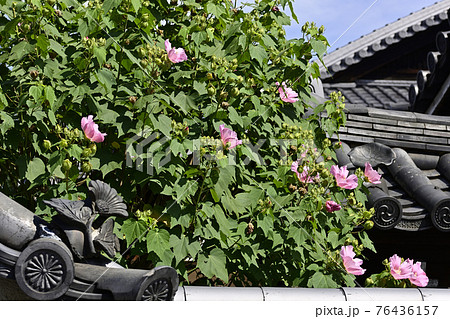法住寺　芙蓉 76436157