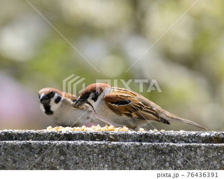 スズメ スズメ 76436391