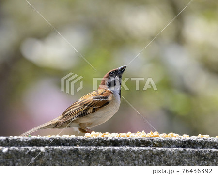 スズメ 76436392