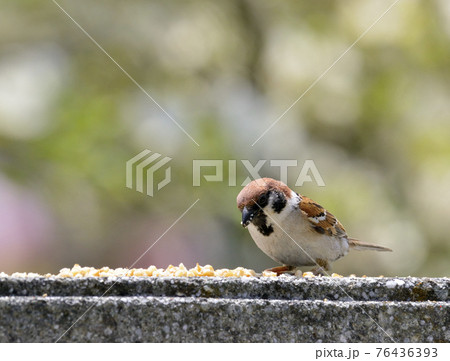 スズメ 76436393