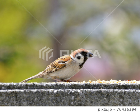 スズメ 76436394