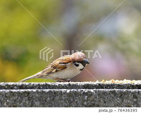 スズメ 76436395