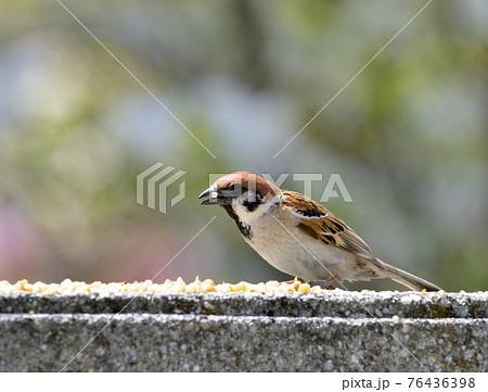 スズメ 76436398