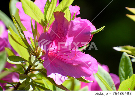 つつじの花 76436498