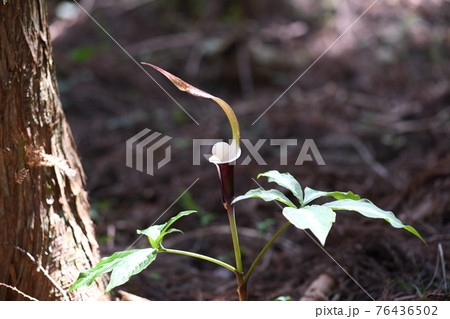 ユキモチソウ(雪餅草)の花 ユキモチソウ(雪餅草)の花 76436502