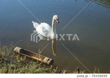 Beautiful in nature white swan on Reservoir. Beautiful in nature white swan on Reservoir. 76436699