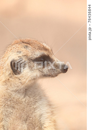 ミーアキャット 76436844