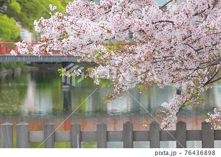 小田原城　お堀の桜 76436898