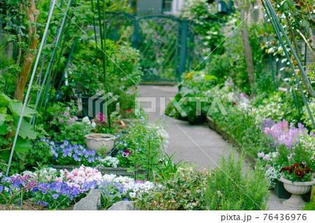 春の庭 パンジーの咲く花壇 春の庭 パンジーの咲く花壇 76436976