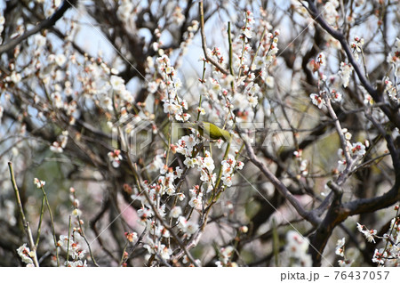 梅に鶯(目白) 梅に鶯(目白) 76437057