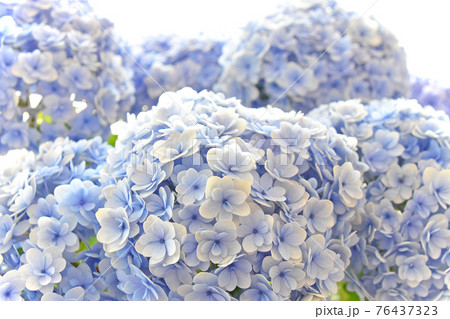 梅雨時になるとひときわ目を引くアジサイの花 青や紫 ピンクに白 淡い色のグラデーションに癒されますねの写真素材