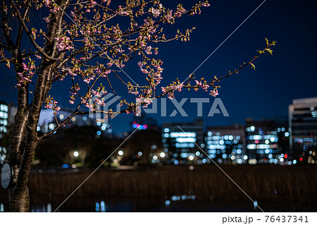 不忍池の河津桜 不忍池の河津桜 76437341