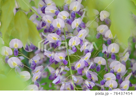 藤の花 アップ 葉の前ボケ の写真素材