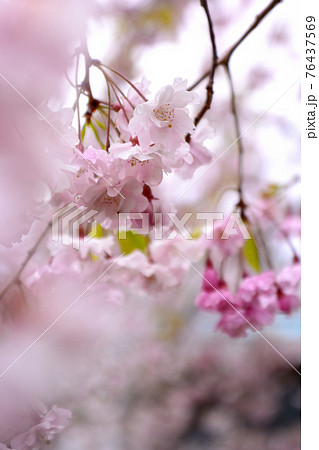 水戸市逆川緑地公園の桜 水戸市逆川緑地公園の桜 76437569