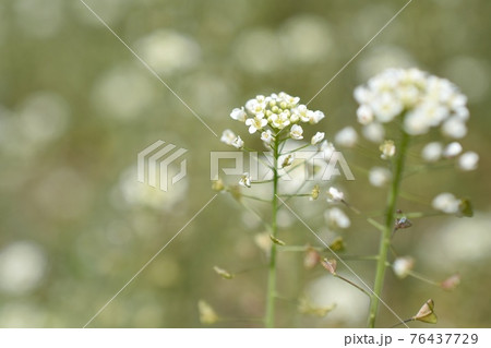 ナズナの花の写真素材