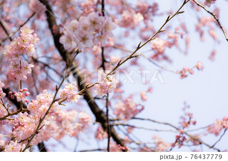 国会前庭の桜 国会前庭の桜 76437779