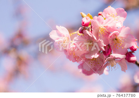 国会前庭の桜 国会前庭の桜 76437780