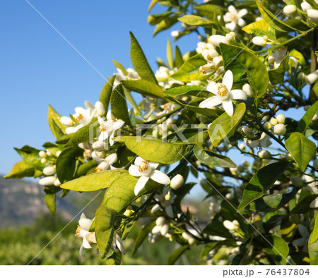 Valencian orange and orange blossoms. Spain. Spring harvest Valencian orange and orange blossoms. Spain. Spring harvest 76437804