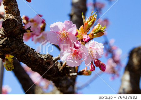 青空と河津桜 76437882