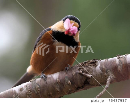野鳥と桜 『和風イメージ』(京都) 野鳥と桜 『和風イメージ』(京都) 76437957
