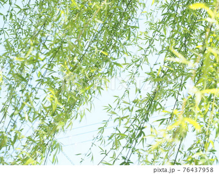 風と柳 『和風イメージ』 (京都) 76437958