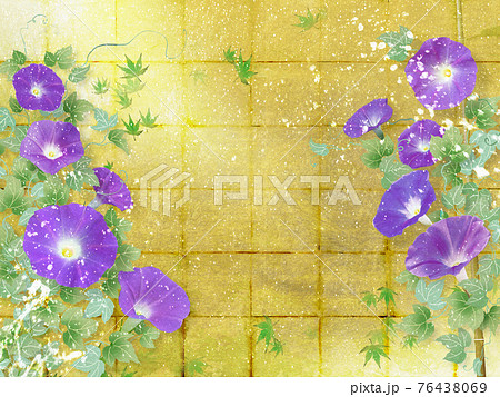 紫色の朝顔が咲く金屏風の背景の夏のイメージ 76438069