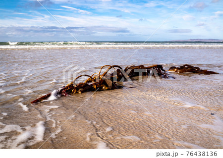 Seaweed on a beach in Portnoo County Donegal - Ireland Seaweed on a beach in Portnoo County Donegal - Ireland 76438136