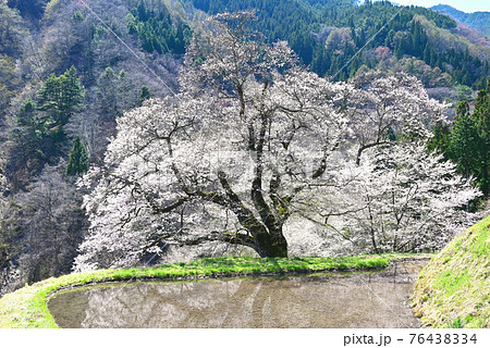 長野県 駒つなぎの桜 長野県 駒つなぎの桜 76438334