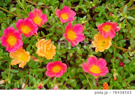 マツバボタンの花 76438503