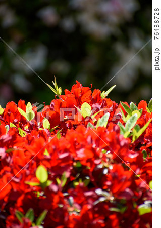 つつじ つつじ 76438728