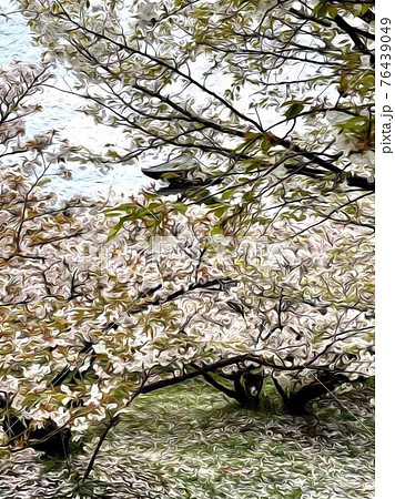 仁和寺の春 76439049