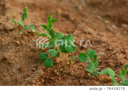 エンドウ豆 エンドウ 植物 76439279