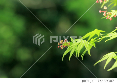 モミジの花の写真素材