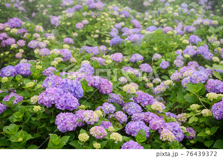 埼玉 美の山公園 満開の紫陽花の写真素材
