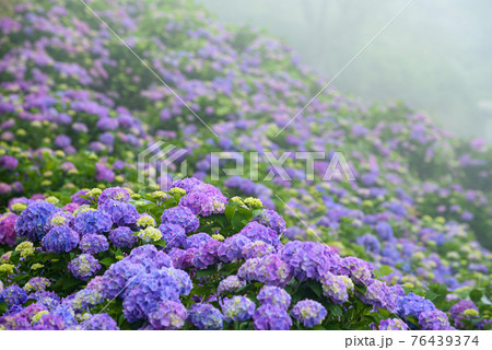 美空 限定MD 紫陽花の咲く道 紫陽花の咲く道: 小豆島最新情報