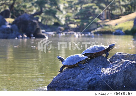 池の岩で甲羅干しする二匹の亀の写真素材