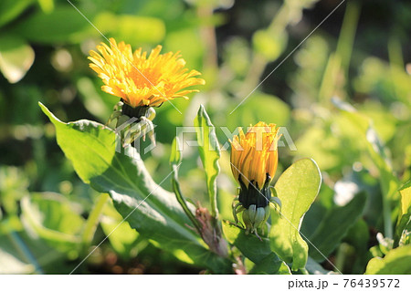 道端のたんぽぽ 道端のたんぽぽ 76439572