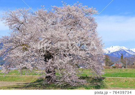 須沼の一本桜　長野県大町市 76439734