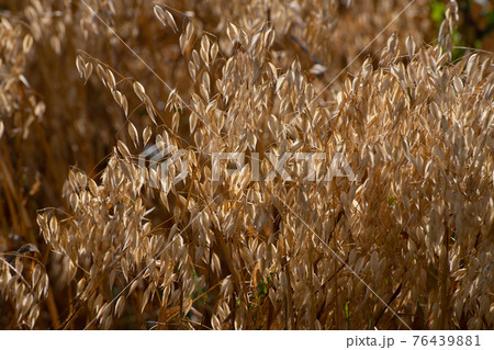 The Sprouts of ripe oats on the field The Sprouts of ripe oats on the field 76439881