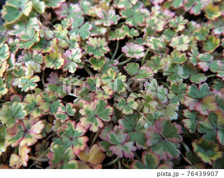 斑入り　チドメグサ 76439907