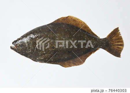 ヒラメ 76440303