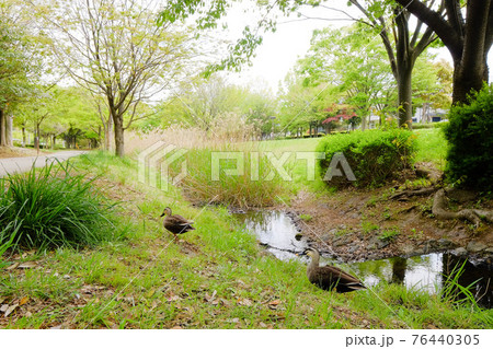 港北のさわやかな緑道 くさぶえのみち 76440305