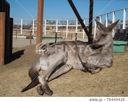 お昼寝しているカンガルー 76440426