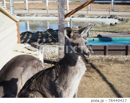 かわいいカンガルー かわいいカンガルー 76440427